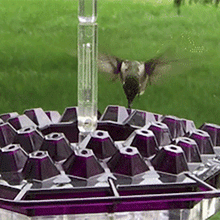 Load image into Gallery viewer, Sherem Sweety Hummingbird Feeder