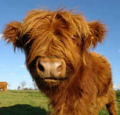 Theorbi™ Highland Cow Plush Toy